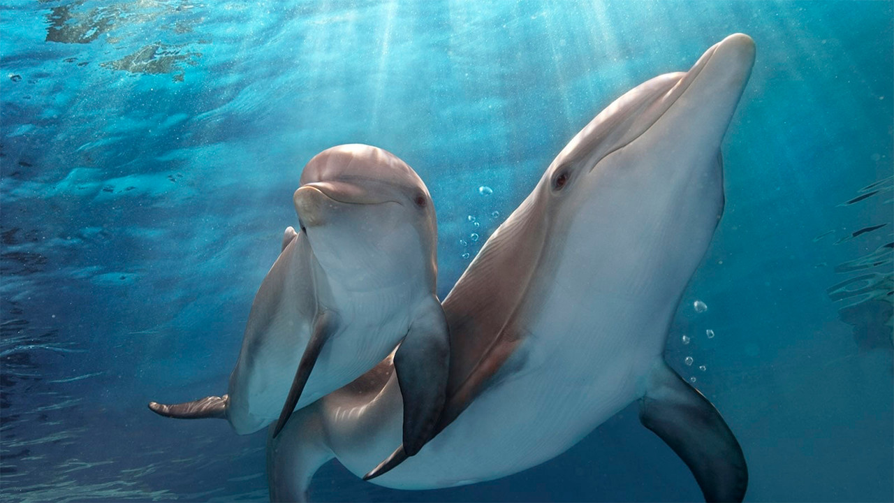 Dolphin Tale Collection background